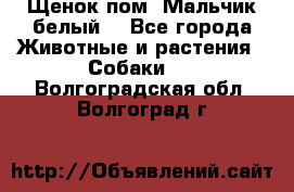 Щенок пом. Мальчик белый  - Все города Животные и растения » Собаки   . Волгоградская обл.,Волгоград г.